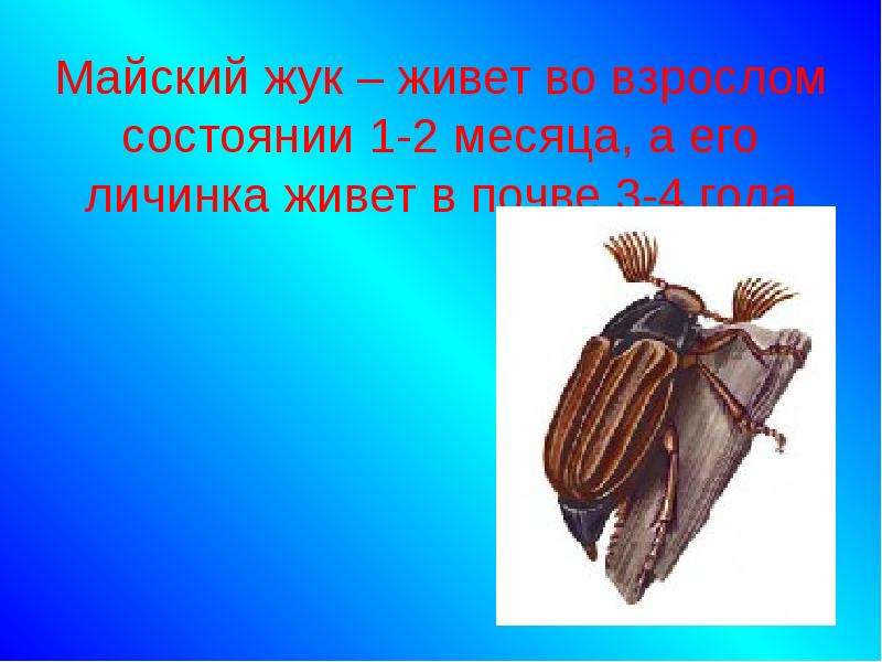 Презентация периодизация и продолжительность жизни животных 7 класс биология