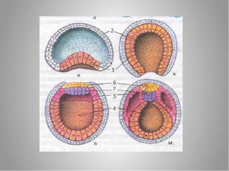 Эмбриогенез в картинках