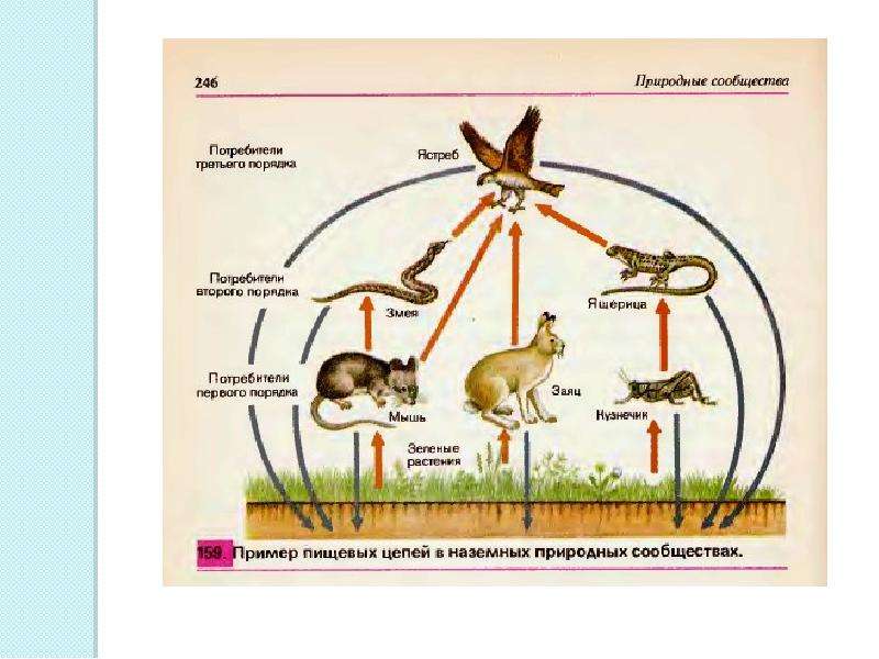 Схема природные сообщества 3 класс