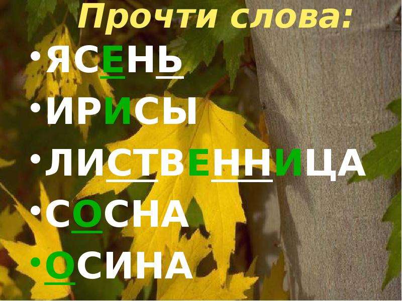 Ясень текст. Слово ясень. Звуковое обозначение слова ясень. Предложение со словом ясень.