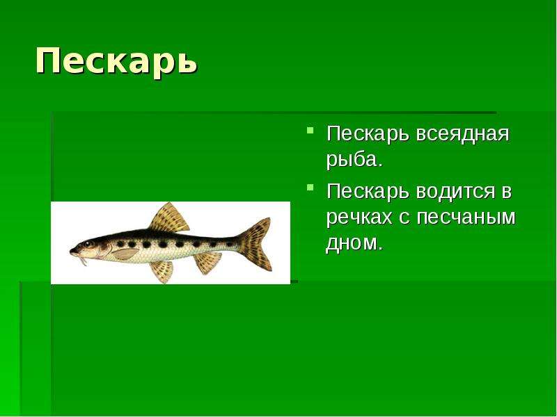 Пескарь краткое. Всеядные рыбы. Всеядные Пресноводные рыбы. Пескарь презентация. Всеядные рыбы названия.