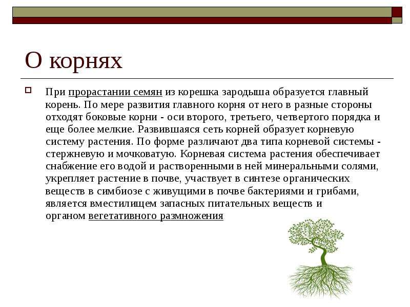 Рассказать корень. Доклад про корень. Сообщение на тему корни растений. Корни растений доклад. Доклад на тему корень.