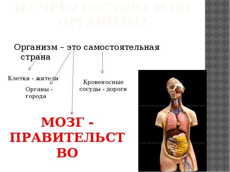 Про организм. Организм человека. Организм человека презентация. Как состоит наш организм.