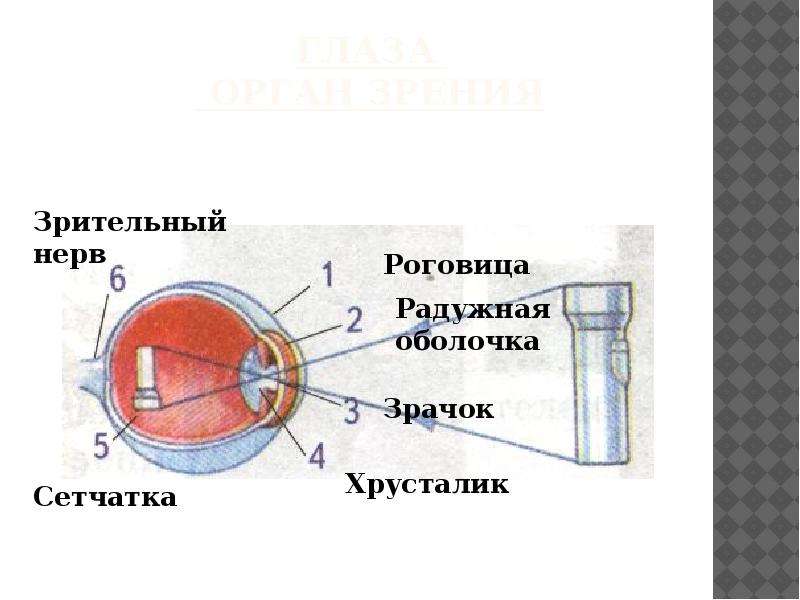 Орган зрения рисунок 3 класс