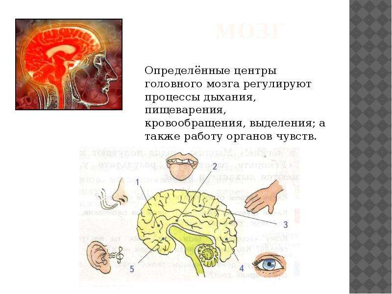 Определенные центры. Регулирует процессы дыхания пищеварения кровообращения. Что регулирует дыхание в мозге. Центры регулирующие процессы пищеварения расположены в мозге. Центры регулирующие работу органов пищеварения у человека.