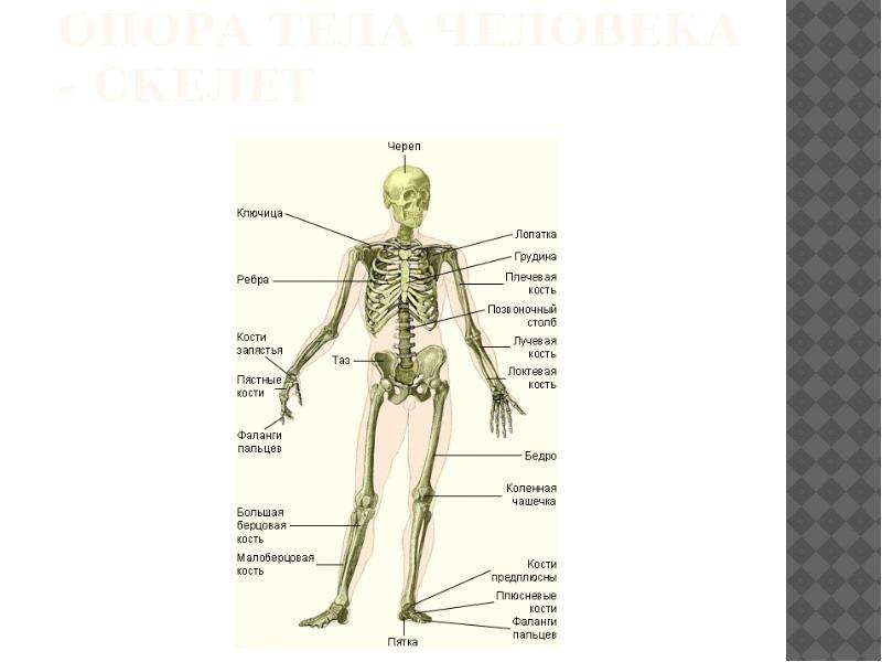 Части тела человека впр 4 класс окружающий. Схема строения человека ВПР. Тело человека схема 4 класс ВПР. Строение тела человека. Строение частей тела.