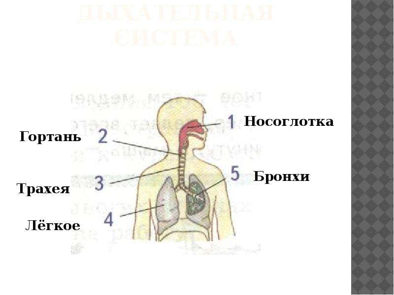 Презентация по теме дыхание человека