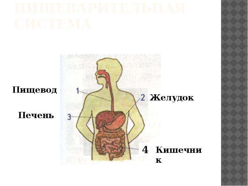 Презентация пищеварительная система 3 класс