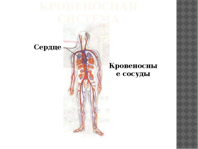 Организм презентация 5 класс