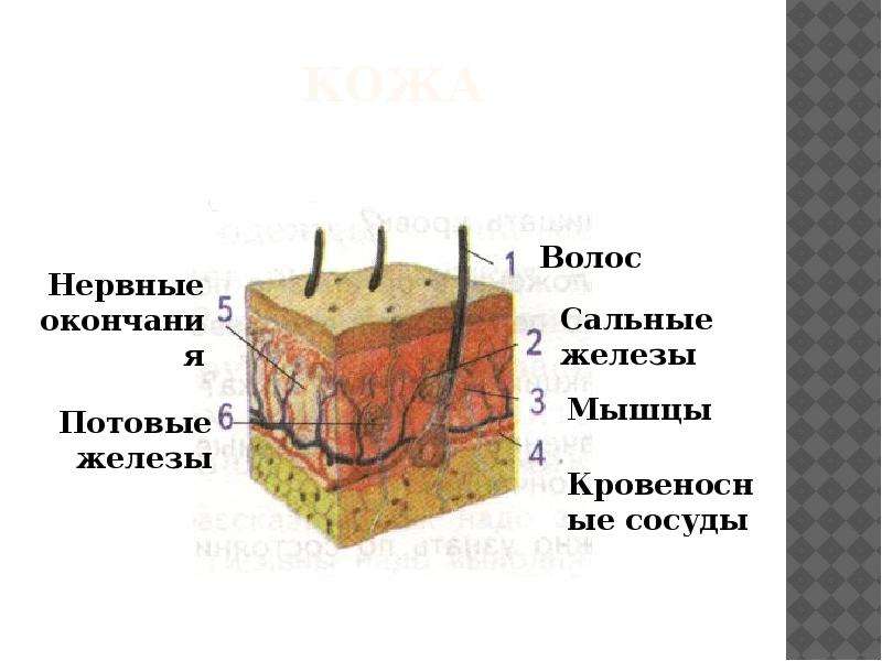 Кровеносные сосуды в каком слое кожи. Строение кожи. Нервные окончания кожи человека. Структура кожи нервные окончания. Рисунок кожи человека.