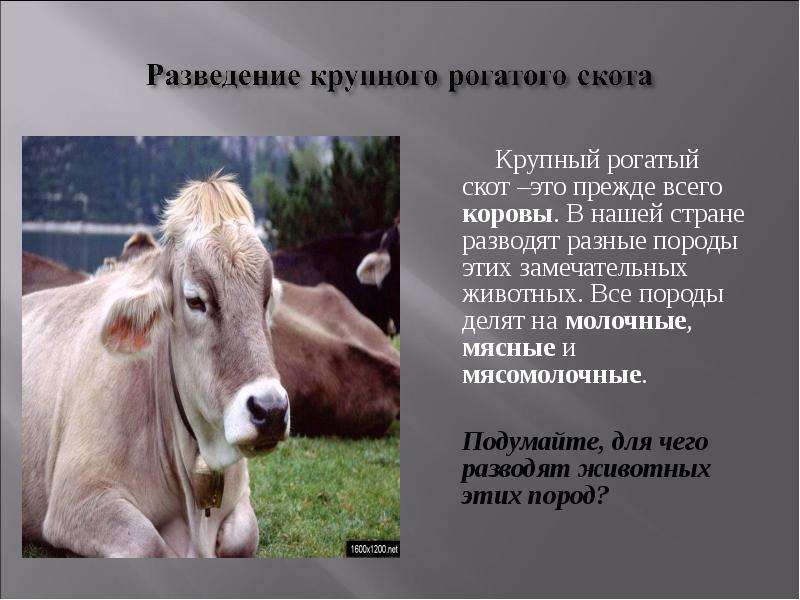 Животноводство в нашем крае 4 класс окружающий мир презентация школа россии плешаков