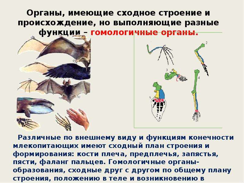 Гомологичные органы ископаемые переходные формы атавизмы единство плана строения тела позвоночных