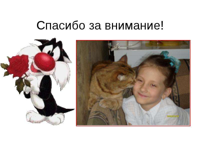 Фото спасибо за внимание коты