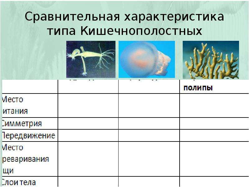 Кишечнополостные презентация егэ