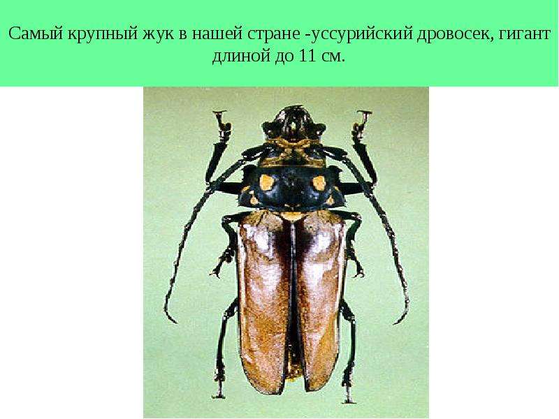 Конспект урока с презентацией 1 класс кто такие насекомые 1 класс