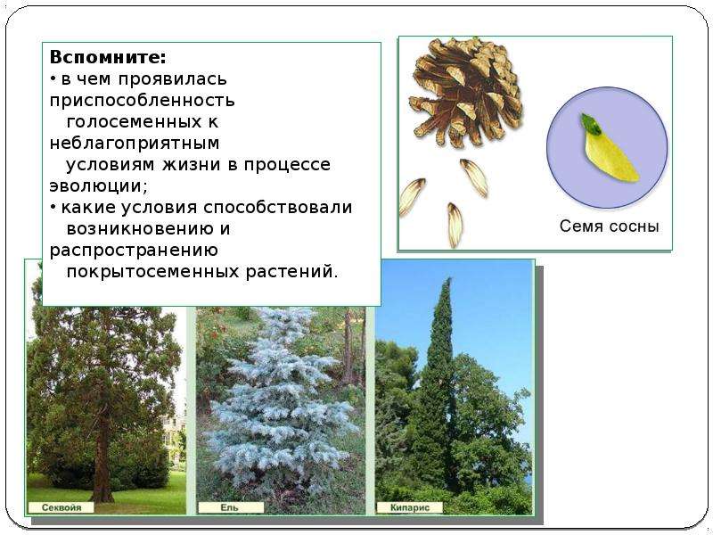 Разнообразие и происхождение культурных растений 6 класс презентация