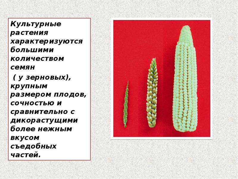 Происхождение культурных растений презентация