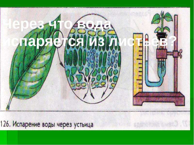 Испарение клетки растений. Испарение воды растениями через устьица.. Испарение воды листьями схема. Испарение воды листьями через устьица. Испарение воды через устьица опыт.