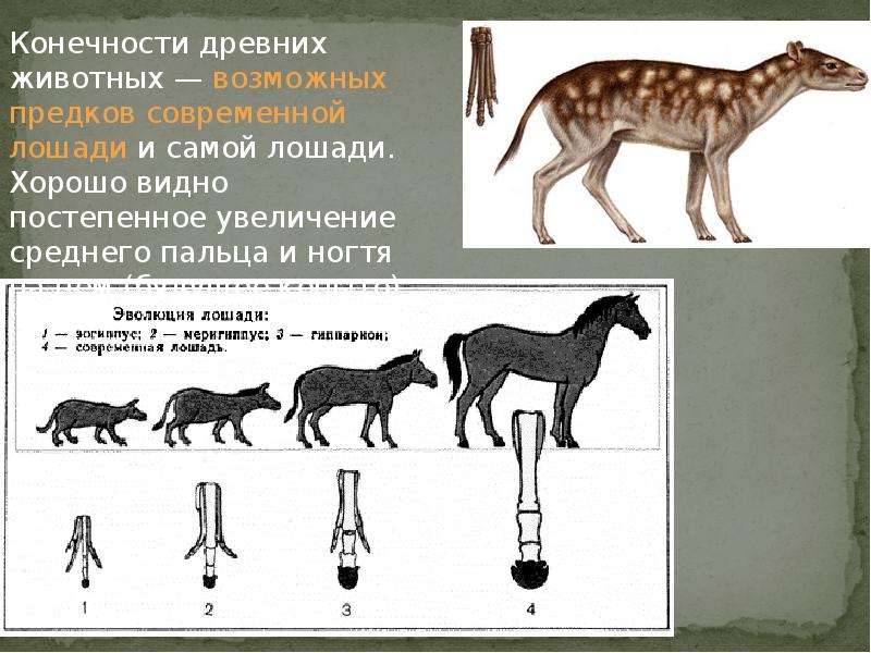 Как менялся внешний вид хищных млекопитающих презентация 5 класс