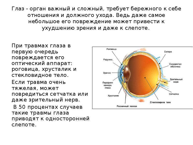 Глаз важный и сложный орган зрения проект