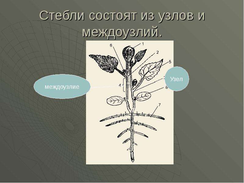 Стебель состоит из. Междоузлия стебля. Стебель состоит из междоузлий и узлов. Узел и междоузлие. Узел растения состоит из.