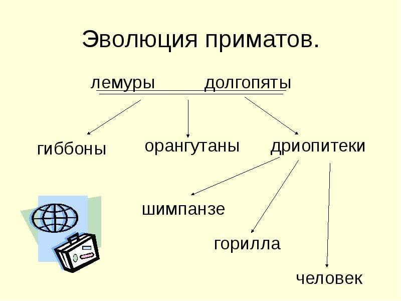 Эволюция приматов схема 9 класс