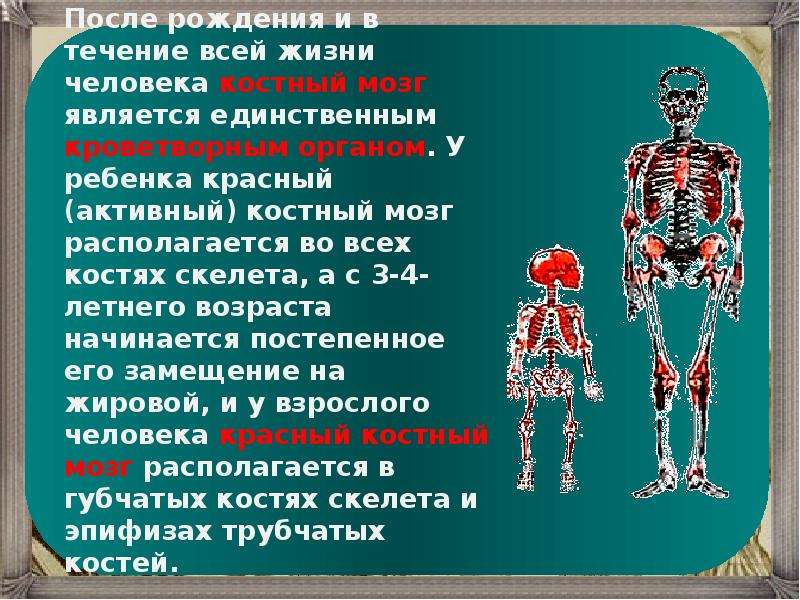 Темы по анатомии. Анатомия человека для презентации. Презентация по анатомии человека. Слайды по анатомии человека. Сообщение на тему анатомия.