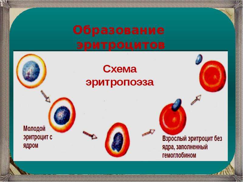 Образование эритроцитов. Эритроциты схема. Схема образования эритроцитов. Стадии развития эритроцитов.