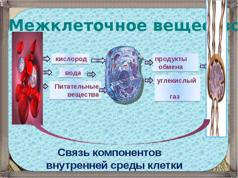 Вода питательное вещество. Интерактивные слайды по биологии. Кислород в клетке. Межклеточное пространство функции в клетке. Связь компонентов внутренней среды клетки.