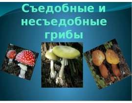 Съедобные и несъедобные грибы