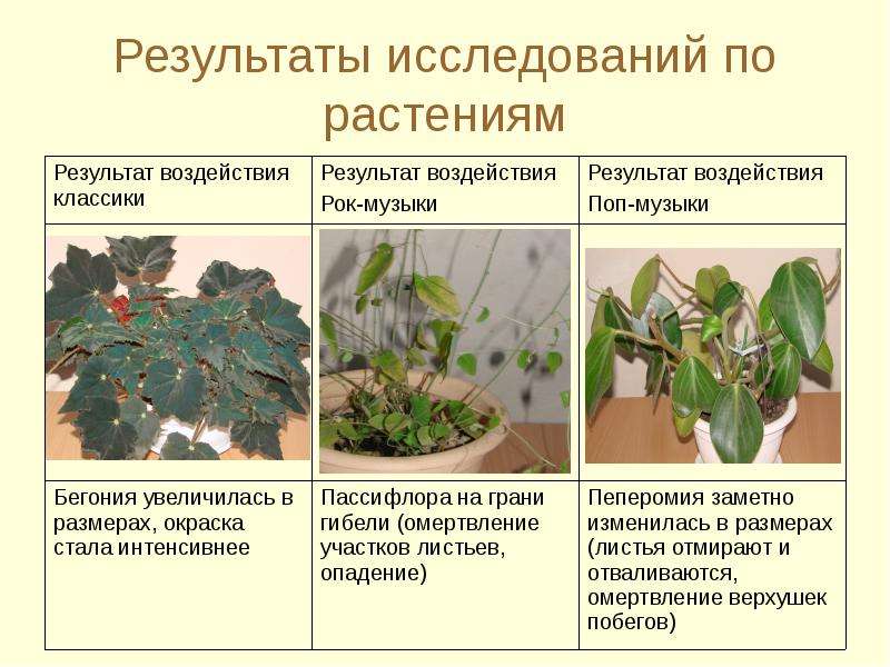 Результаты исследований по растениям