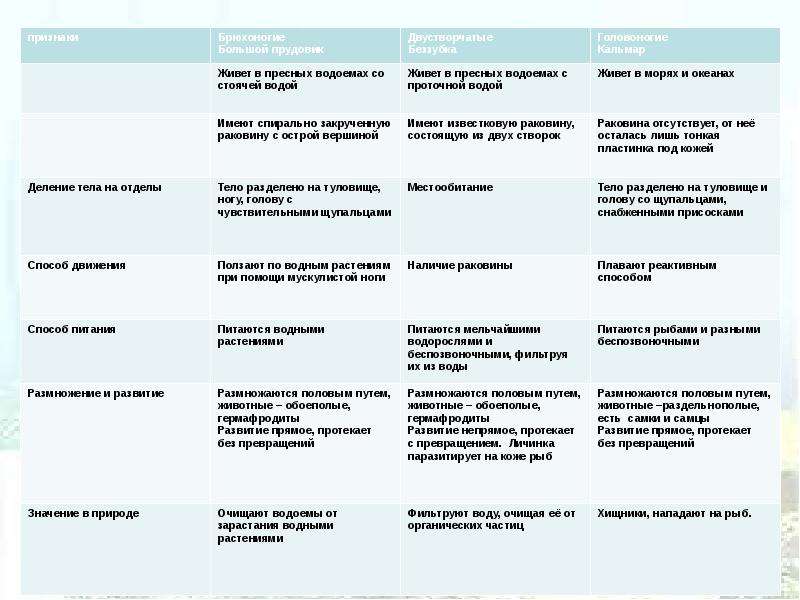 Класс брюхоногие моллюски таблица. Сравнительная характеристика типа моллюски таблица 7 класс. Сравнительная характеристика классов моллюсков таблица 7. Сравнительная характеристика класса моллюсков таблица 7 класс. Сравнительная характеристика класса моллюски таблица.