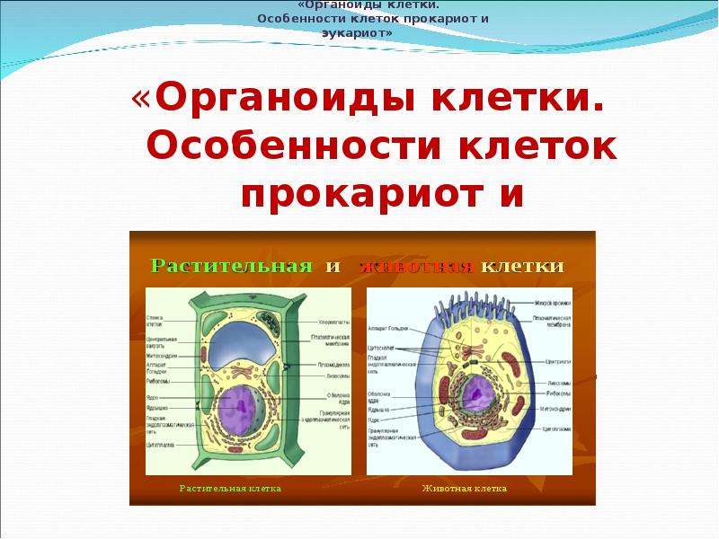 Эукариоты особенности клетки. Особенности клеток. Основные органоиды животной клетки. Характеристика клетки. Особенности всех клеток.