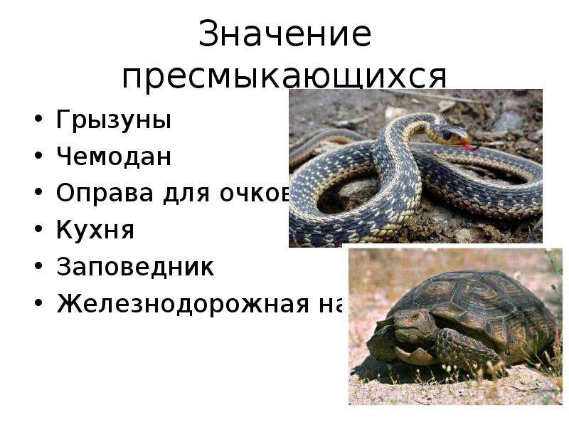 Пресмыкающиеся это 3 класс