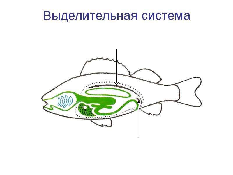 Выделительная система рыб схема