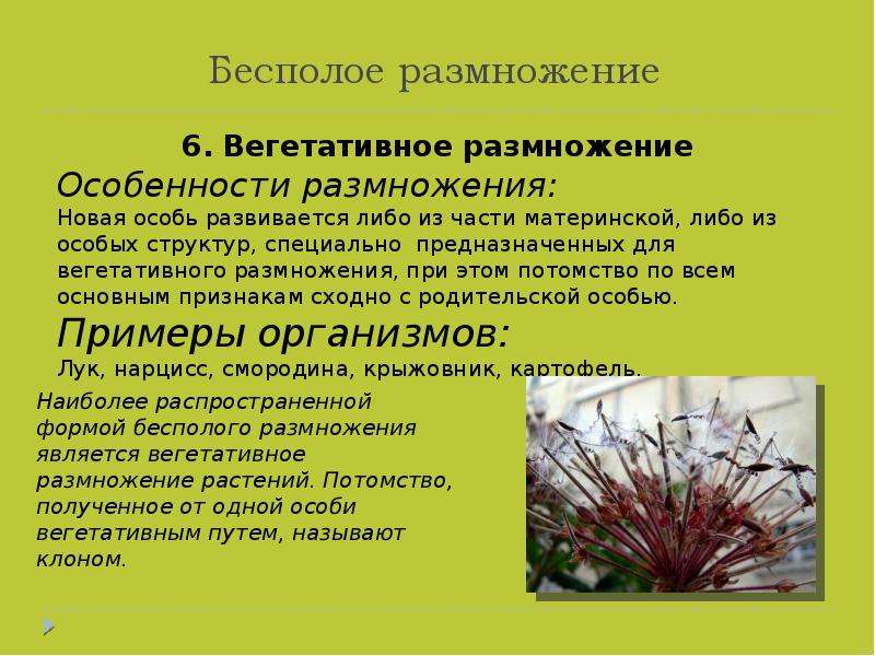 Бесполые растения. Бесполое размножение вегетативное. Особенности вегетативного размножения. Характеристика вегетативного размножения. Бесполое размножение вегетативное размножение.