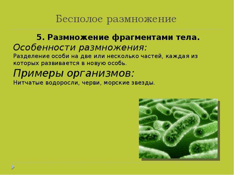 Какое значение имеет размножение. Размножение фрагментами тела. Особенности размножения фрагментами тела. Особенности бесполого размножения. Особенности размножения деление тела.