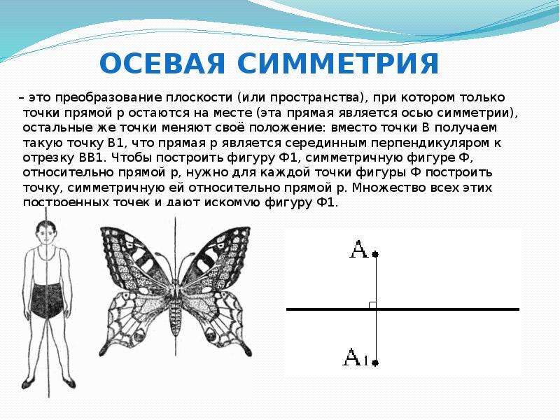 Проект на тему симметрия в жизни