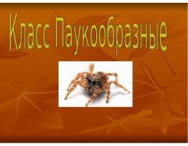 Класс Паукообразные