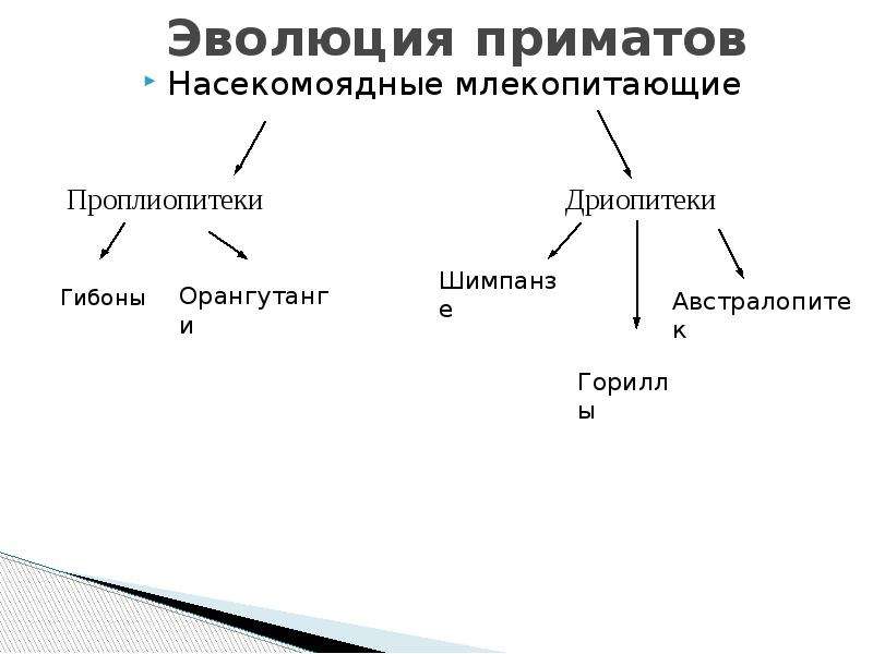 Эволюция приматов схема 9 класс