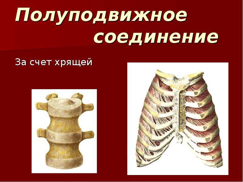 Полуподвижные кости пример. Полуподвижное соединение костей. Полуподвижное соединение. Полуподвижное соединение костей строение. Полуподвижное соединение хрящей.