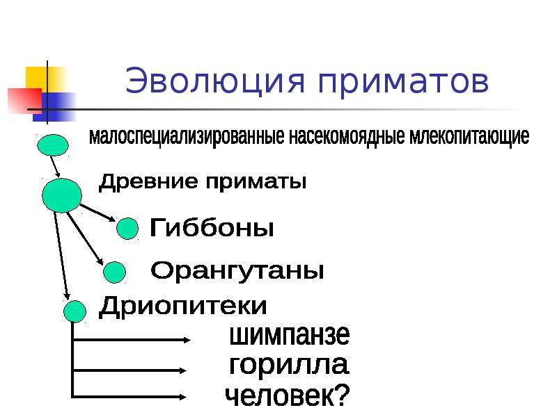 Эволюция приматов схема 9 класс