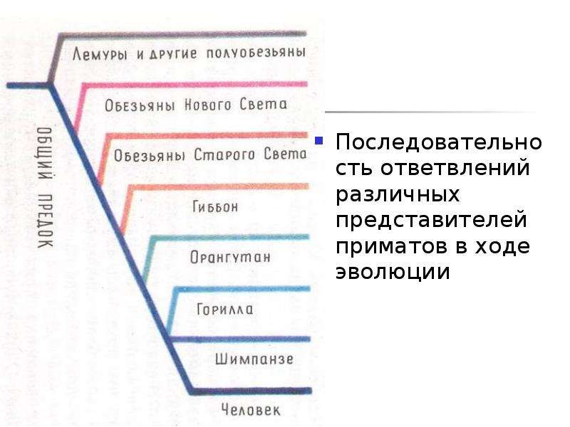 Эволюция приматов презентация 9 класс