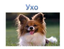 Ухо