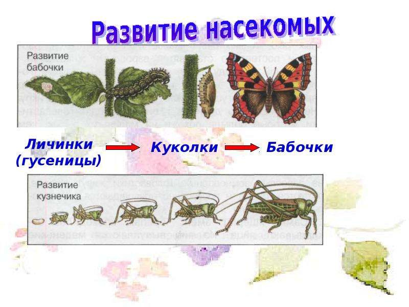 Размножение и развитие животных презентация 3 класс окружающий мир плешаков