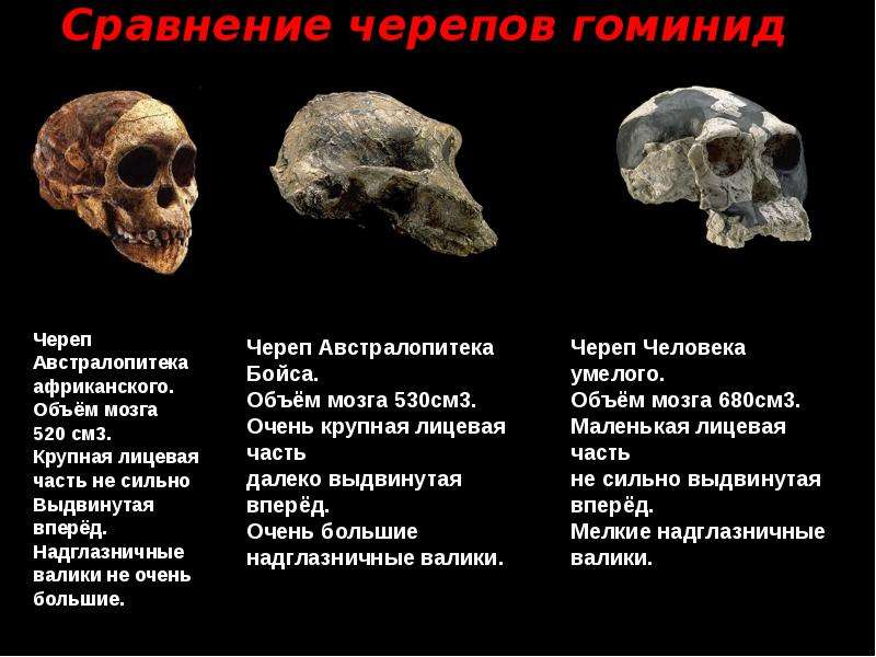 Сравнение черепов гоминид Череп Австралопитека африканского. Объём мозга 520 см3. Крупная лицевая ча