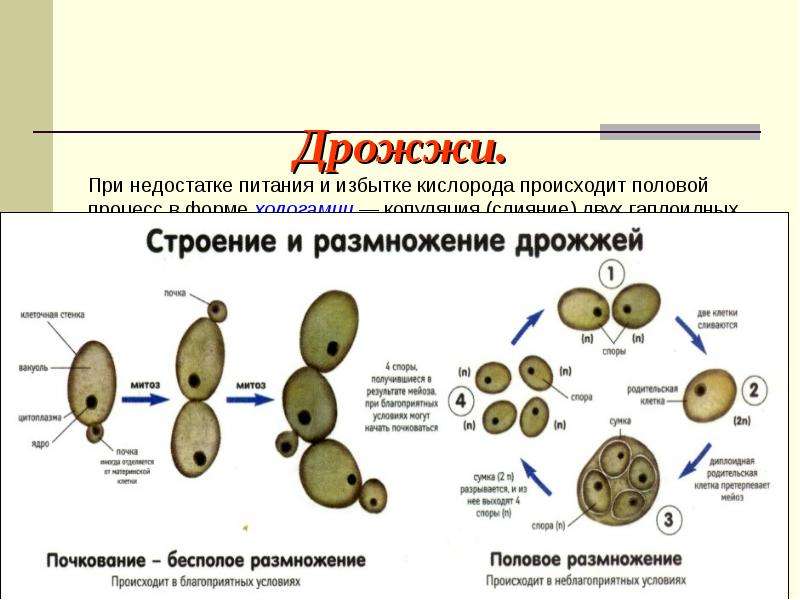 Дрожи клетка. Форма размножения дрожжей. Размножение дрожжей почкованием. Дрожжи форма строение размножение. Дрожжи форма клеток и размножение.