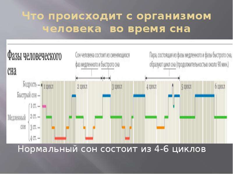 Что происходит во время. Нормальная структура сна. Цикл сна физиология. Фазы сна человека. Структура сна физиология.