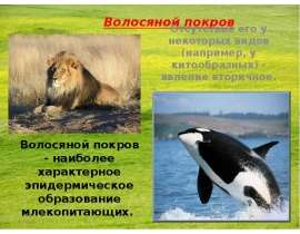 Волосяной покров