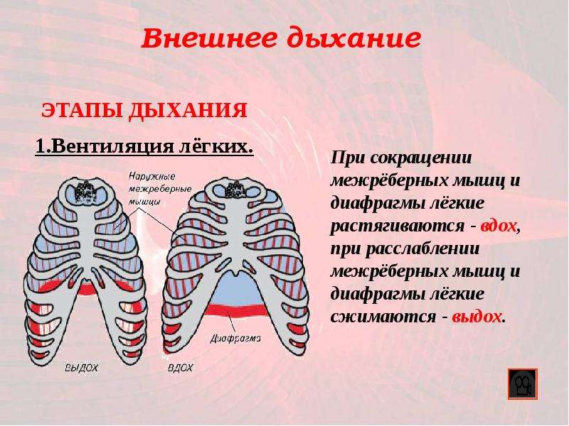 Презентация легкие газообмен в легких и других тканях 8 класс